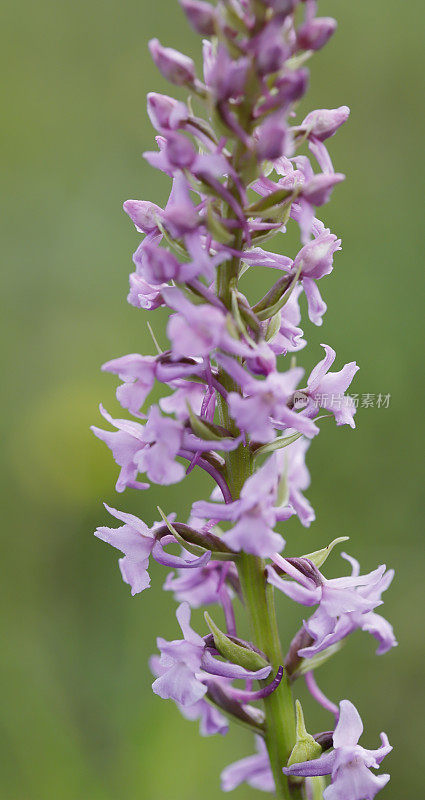 香兰花（Gymnadenia conopsea）